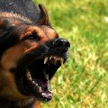 Mad_dog-1.jpg